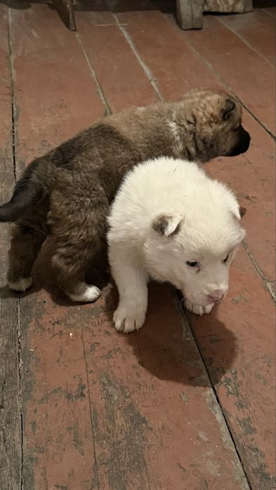 Ұрғашы лайка күшіктер