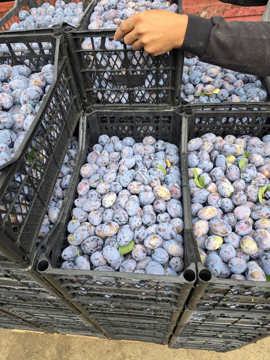 Prune pentru tuica