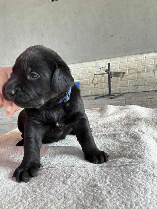 Щенки лабродора чистокровные
