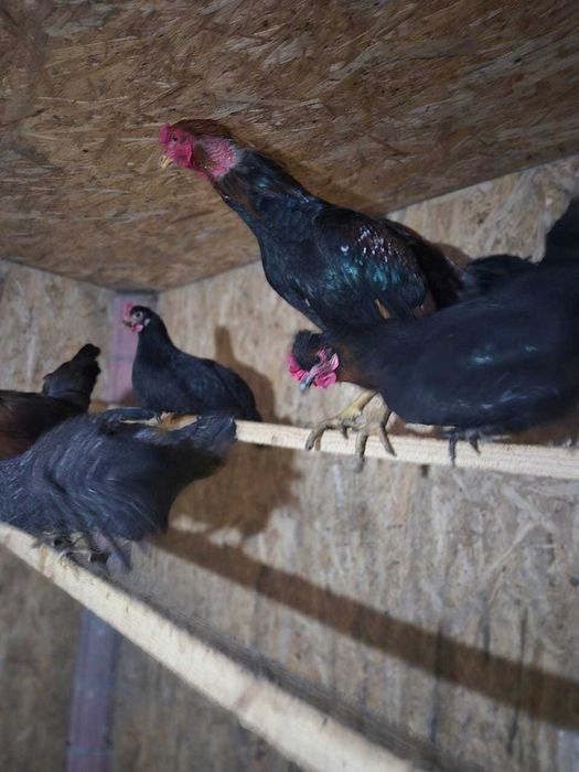 продам петуха пароды Дакан