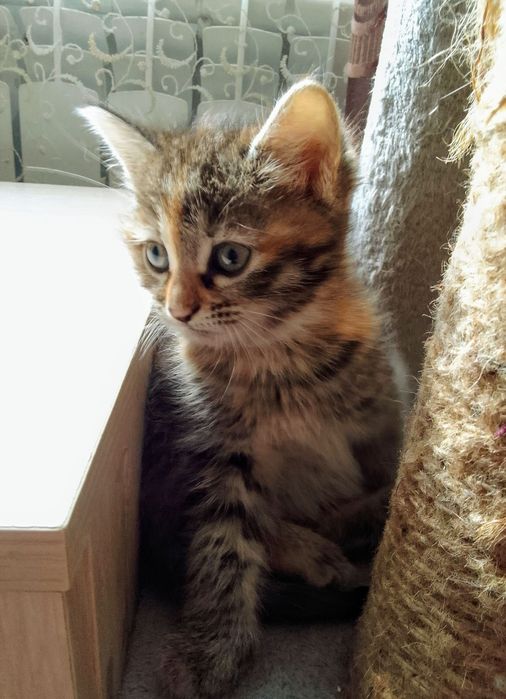 Котёнок в добрые руки