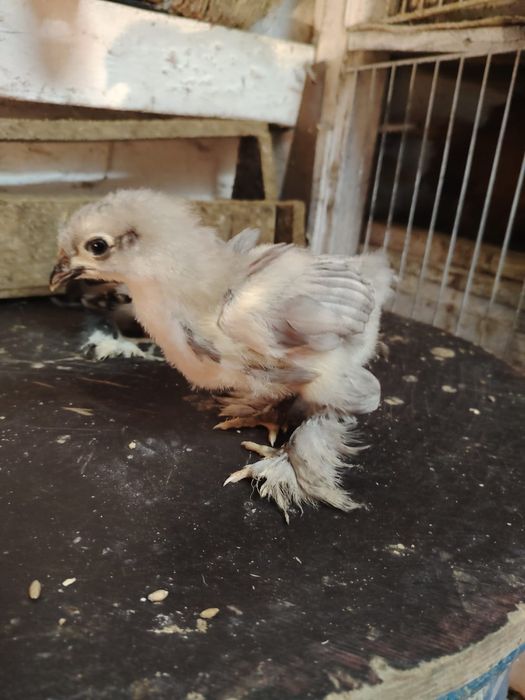 Продаются месячные  цыплята