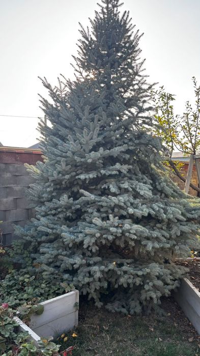 Продам голубые Ели
