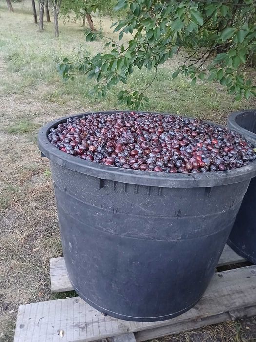 Vand prune gata culese