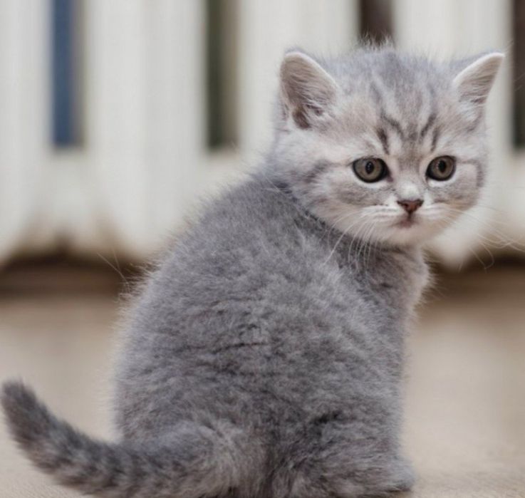 Британские котята готовы к продаже