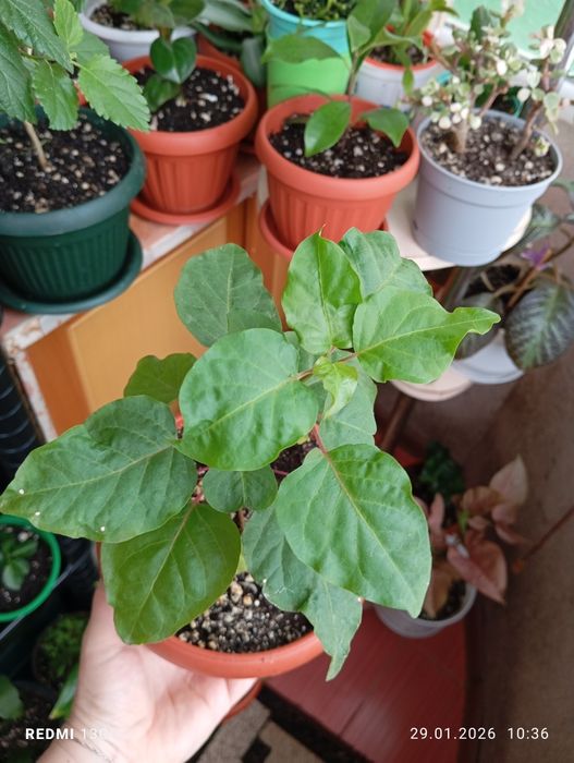 Растения разных сортов