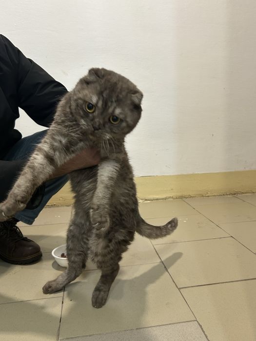 Ищем дом для этого кота