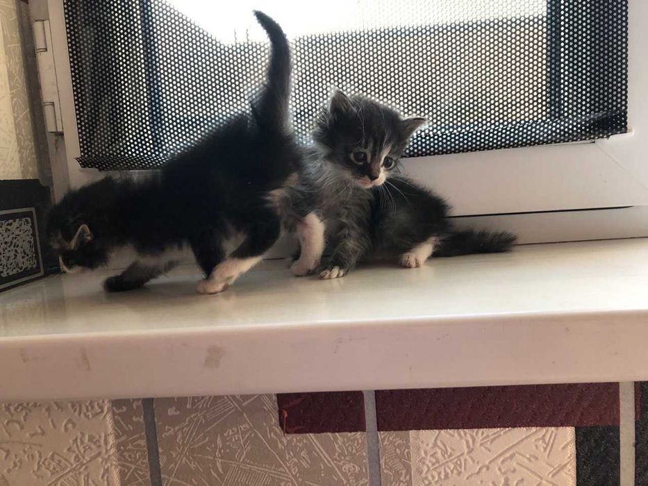 Отдаю котят ДАРОМ