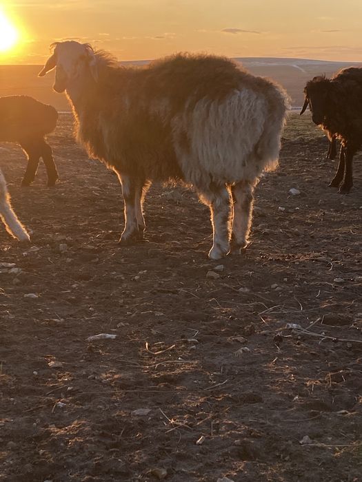 Кошкарчик на племя