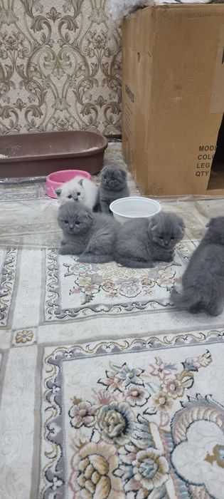 Продаётся пародистийе катята