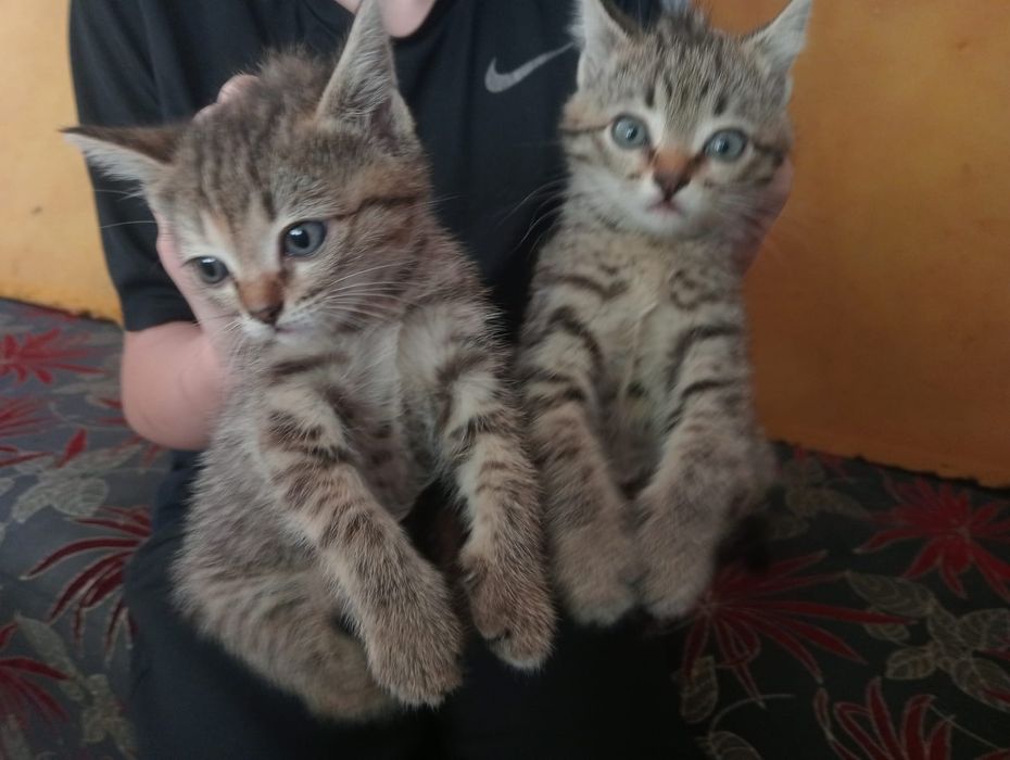 Милые котятки , очень красивые.