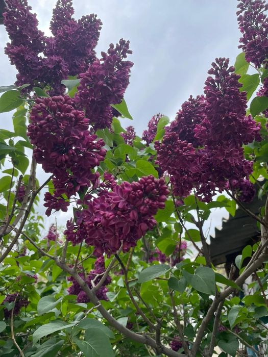 Продаётся сирень