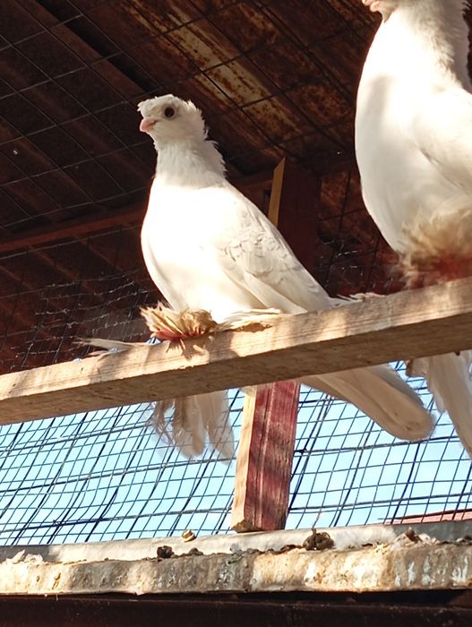 Продам голубей..