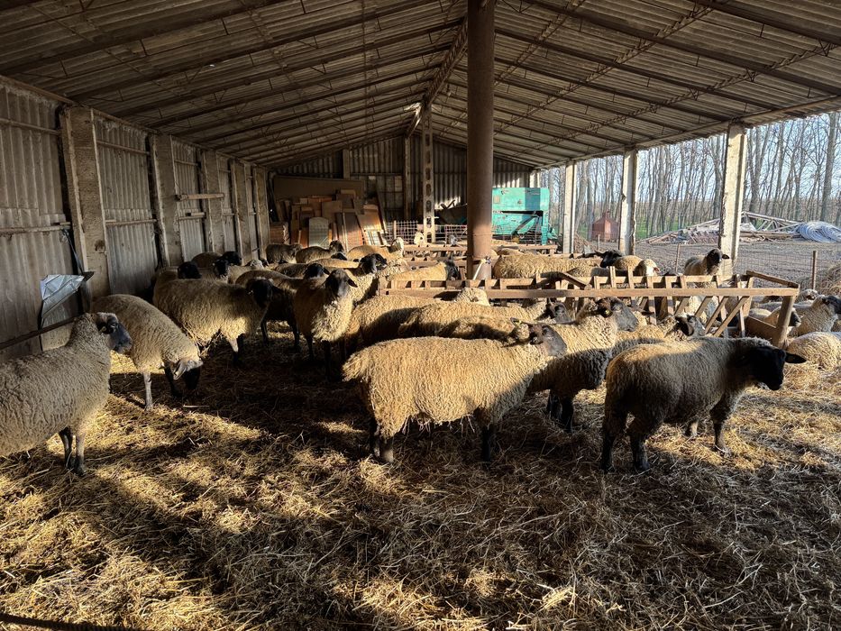 Oi suffolk 60 de Buc