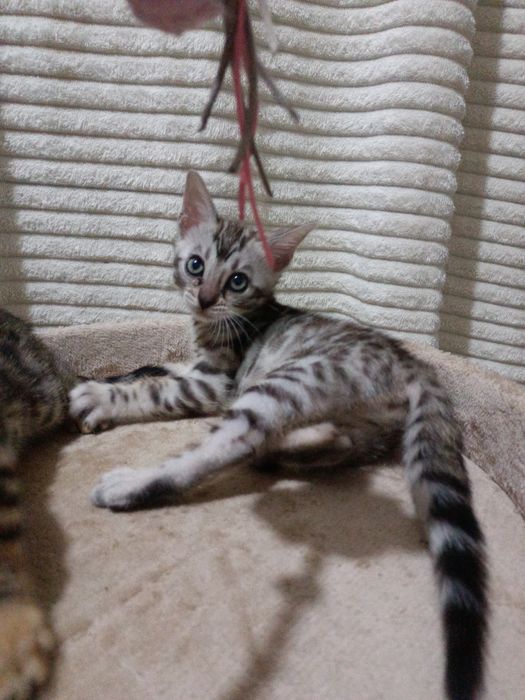 Чистокровные бенгальские котята девочки!!!