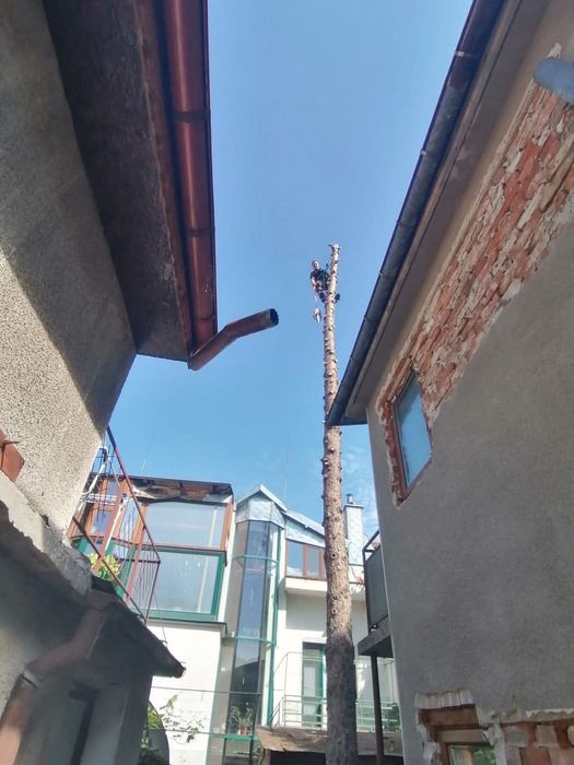 Рязане и премахване на дървета