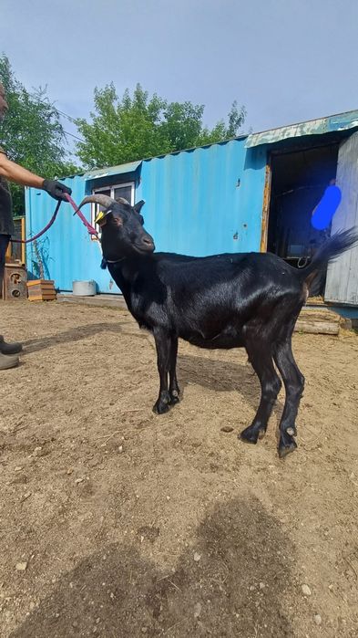 Продам козу дойную