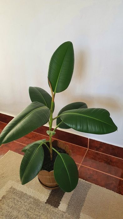 Ficus natural 150 cm