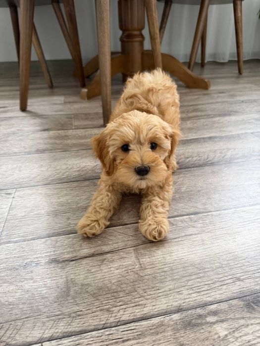 Продается щенок Мальтипу F-1