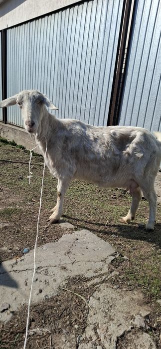 Заненский ешкі лағымен