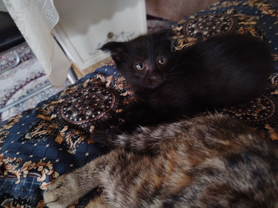Ласковая черная кошка, приучена к лотку. В добрые руки.