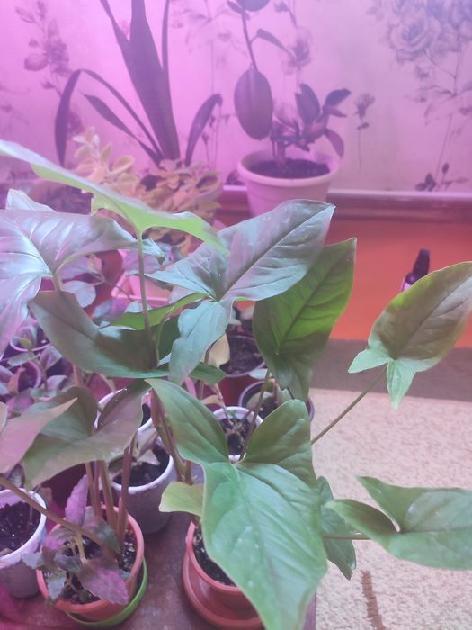 Продам комнатные цветы