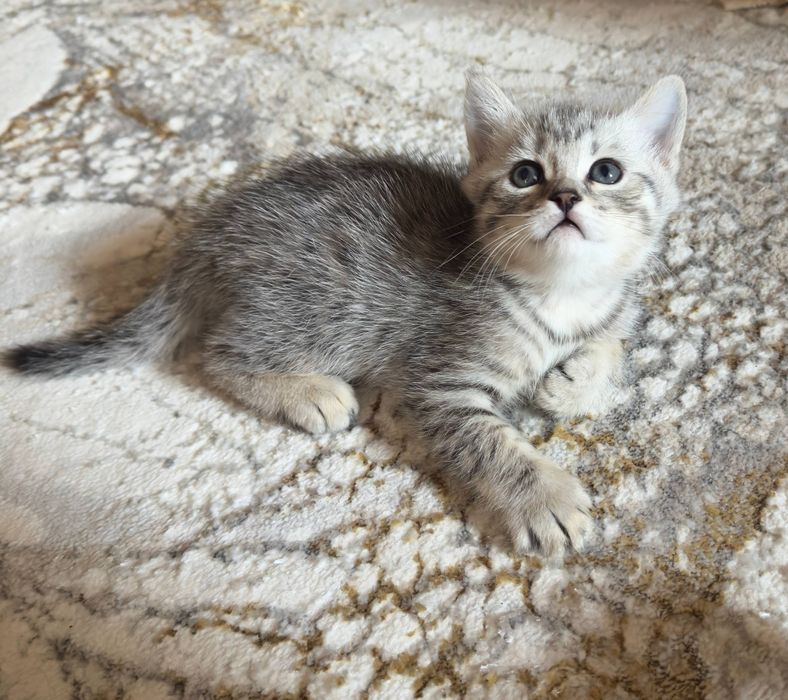 Предлагаются к продаже породистые котята шотландской породы