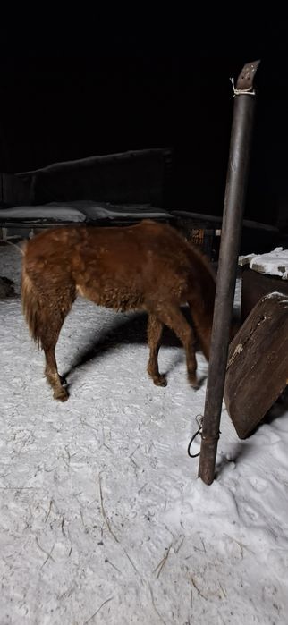 Продам жиребенка