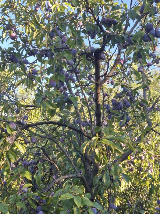 Prune pentru țuică Anna Späth