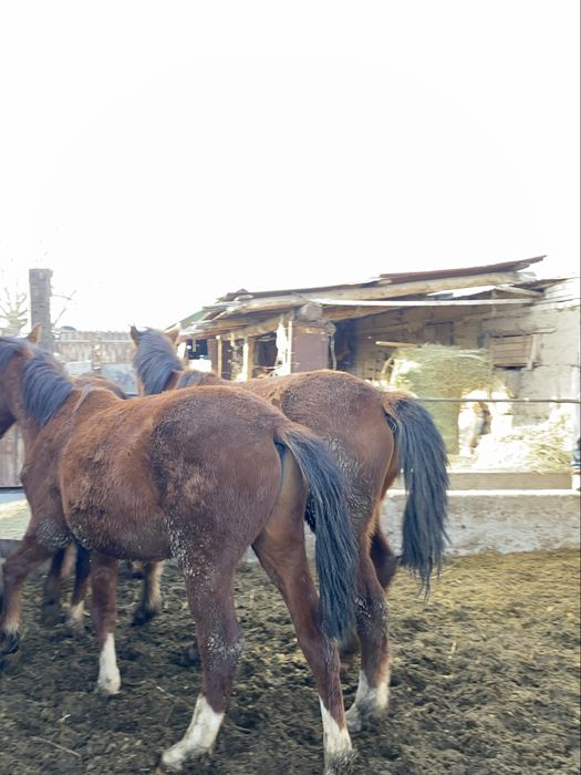 Соғым құнаншығар|Полторашки