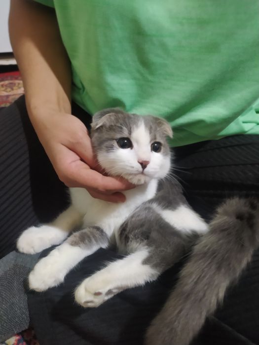 Продаю кошку шыншыла вислоухий