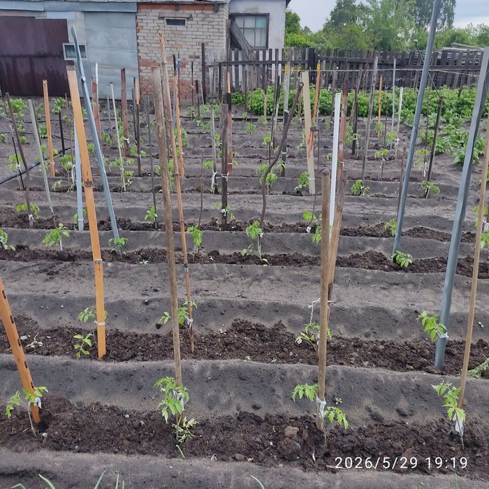 Продам капусту и томаты.
