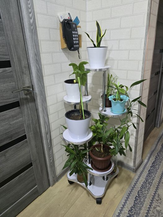 Gul patstavka sotiladi 500ming