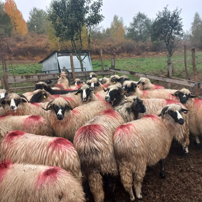 4  nuatine și 20 de oi