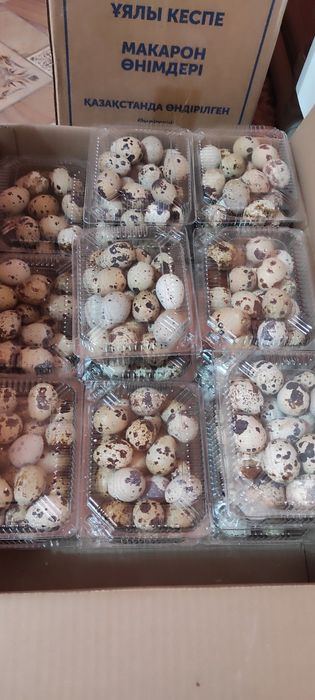 Продам перепелов живьём