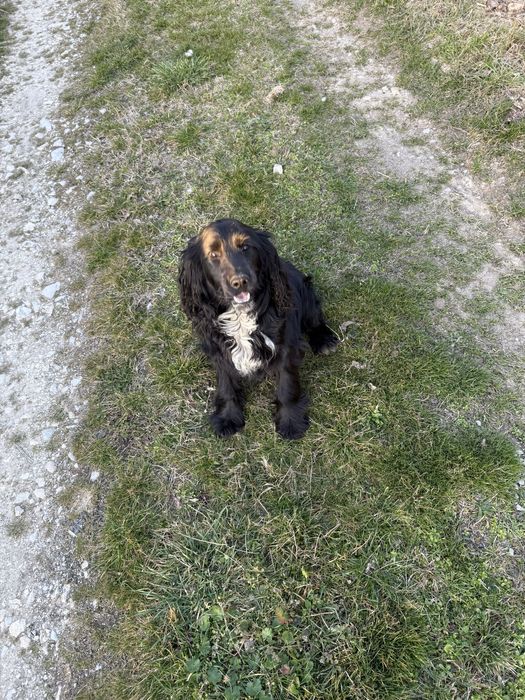 Кокер шпаньол