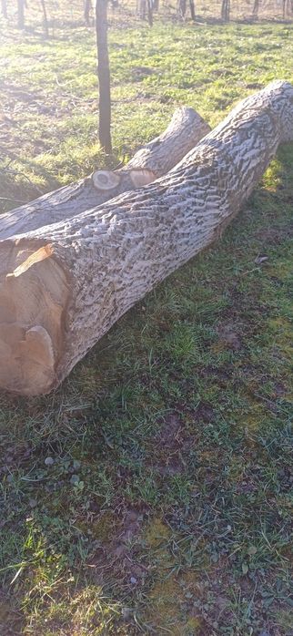 Bustean de nuc diametru 50