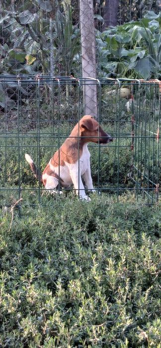 Catei Fox Terrier
