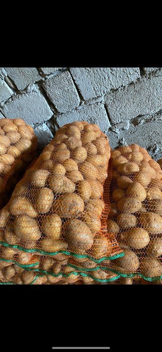 Cartofi consum Carrera