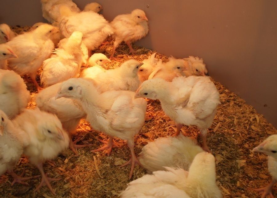 Продам цыплят бройлера