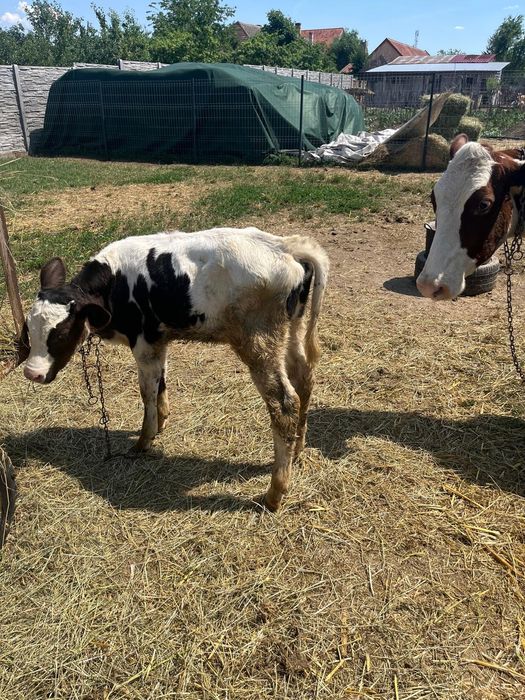 Red Holstein de vânzare