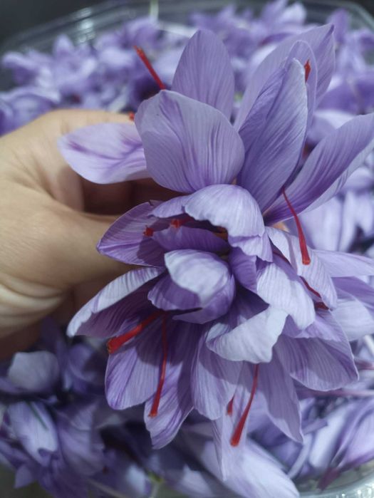 Șofran românesc autentic