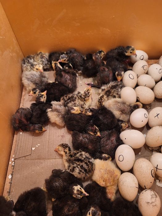 Индюшата 2 дневные