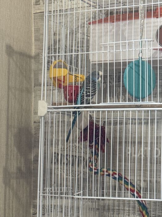 Попугайчик с клеткой