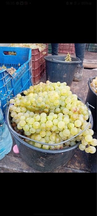 Struguri pentru vin!