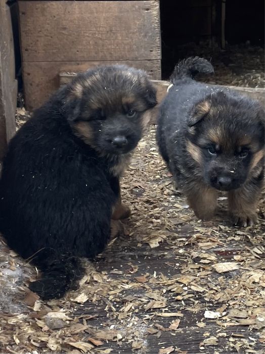 Щенки немецаой овчарки