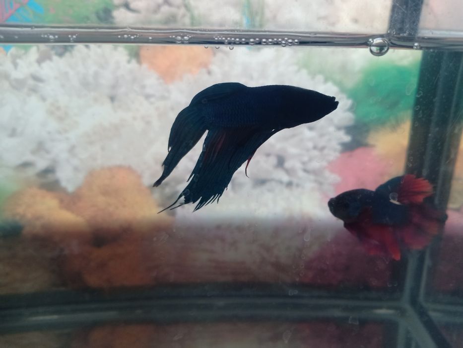 Аквариум на 12 литров