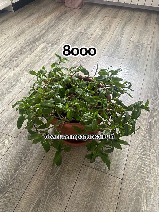 Цветы домашние цветущие