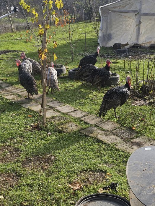 пуики и петли за клане