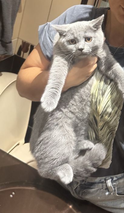 Котка британска късокосместа